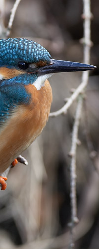 Kingfisher