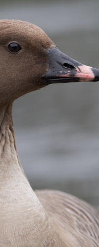 Pink-footed Goose