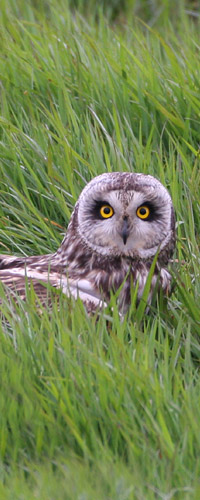 Short-eared Owl