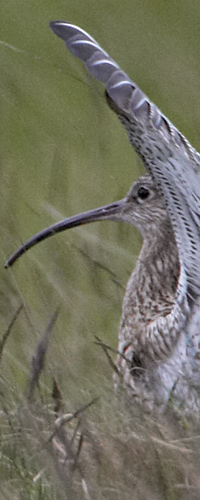 Curlew